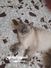  2 قطط همالايا