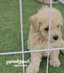  5 كلب فرنش مالتيز ذكر  عمره ثلاث اشهر