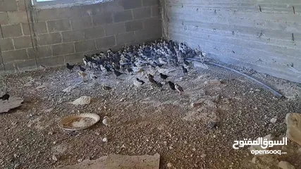  9 صوص جاج عمر شهر عدد 250 ل300