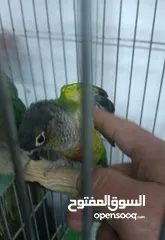  7 ببغاء جرين شك أليف