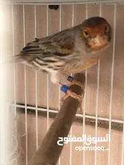  10 Breeding pair of canary in Alain