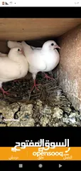  1 زغاليل طازجه جاهزه للطبخ الجوز 2.50 من الآخر مهما كانت الكميه