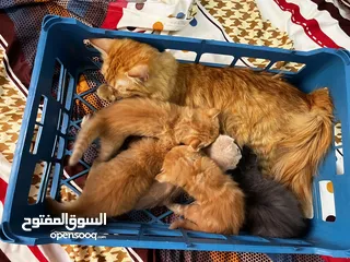  14 خمس قطط شراري مع امهم