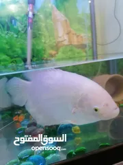  2 Fish Gourami big one and small one