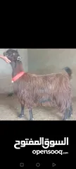  10 بسم الله الرحمن ارحيم معز فل لحم وسن صغير ضحايه