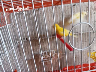  4 انثايتين كنار ليموني اليموني الغامقه جاهزه معبيه بدها تبيض اليموني الفاتح عمرها 5 أشهر شهر بتشتغل