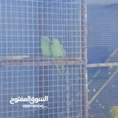  4 ببغاء الدره