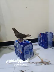  3 حمام للبيع لوت وزينه