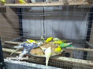  3 budgies and canary and cocktail for sale