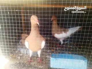  2 حمام نخب كوم كامل للبيع