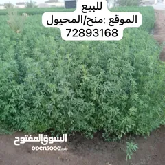  1 طعام قت+ممباساه+حشائيش