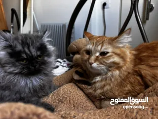  6 قطط للتبني