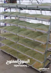  9 استنبات شعير  شعير مستنبت Sprouted   صواني استنبات شعير Barley germination barley