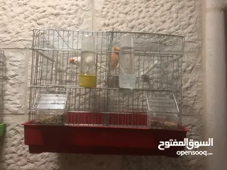  1 جوز كنانير ديمورفكت للبيع