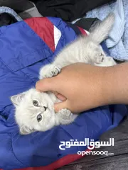  2 للبيع قطه بصلاه على النبي