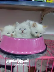  20 قطط  هملاية و شرازي  مستوى علي
