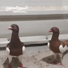  12 حمام للبيع جواج الجوز 10