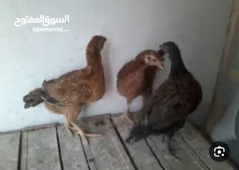 1 صوصين للبيع عمر الواحد شهر ذكر وانثى