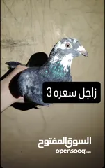  5 حمام للبيع