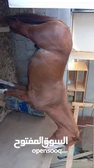  4 مهر للبيع بسعر ممتاز ومغري