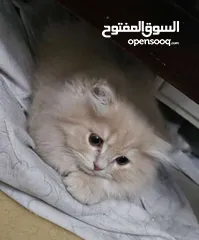  1 قط ذكر شعر طويل أطراف قصيره لون كرميل مميز العمر 3 أشهر