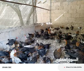  5 فراخ بلدي ومشكل