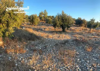  1 للبيع في صوريف مزروعة زيتون