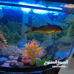  2 حوض سمك متر مع قاعدة زجاج جاهز بالكامل