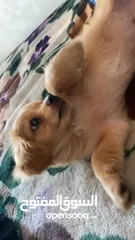  3 Pure Mini Golden Retriever Puppy for Sale – 2 Months Old (Male)  بيور كلب ميني جولدن ريتريفر للبيع