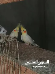  1 كوكتيل لاتيني