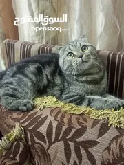  3 سكوتش فولد ماربل