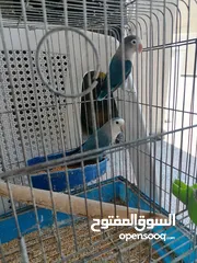  4 جوز روز للبيع بسعر مناسب