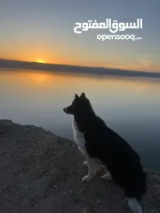  9 Border collie لاول مرة في الاردن