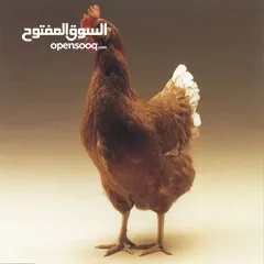  1 بيض لوهمان الألماني
