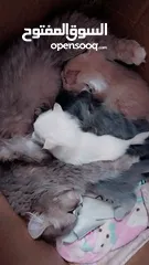  2 قطة شيرازي مع ثلاث صغار