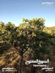  13 اربع نمر زراعيه للبيع