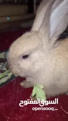  3 Cute rabbit 6 months year old