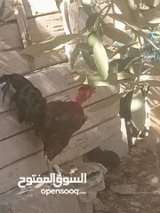  4 محمد صمادي