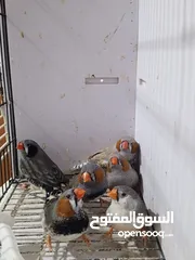  14 زيبرا مكس انقلش