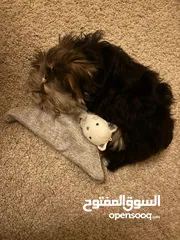  4 كلب yorkie puppy عمر ثلاث شهور