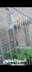  2 طيور كنار ( ذكرين) عمرهم ثلاثه شهور  + القفص مناسب جدا وا كبير + المالكل + المشارب