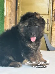 9 جراو جيرمن شيبرد شولاين