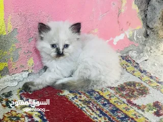  3 قطط هملايه