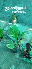  6 sale of plants and garden equipment