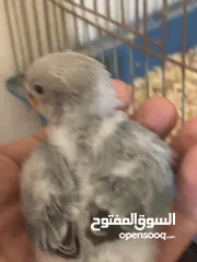  2 فرخ روز سينابون وايت العمر 32 يوم