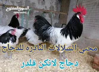  17 بيض مخصب و صيصان لسلالات دجاج نادره على مستوى العالم