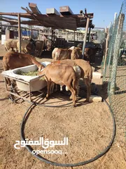  3 خرفان سودانية