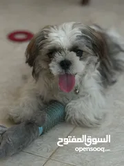  4 كلب شيتزو عمر 7-8 اشهر