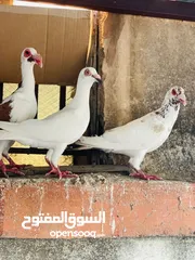  15 حمام انواع نخب اول معاكيف وبغدادي وابلق