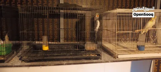  3 طيور كوكتيل بسعر مناسب التفاصيل في الوصف